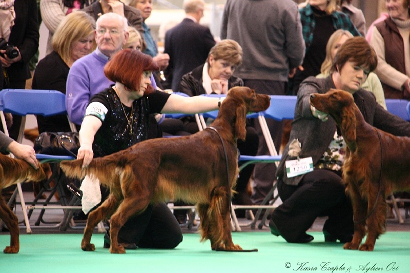 Crufts2011 148.jpg